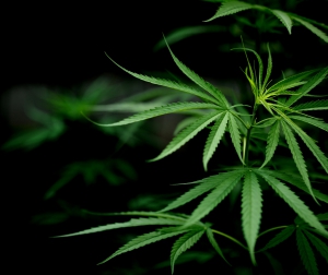 Cannabis marijuana leaf closeup dark background.